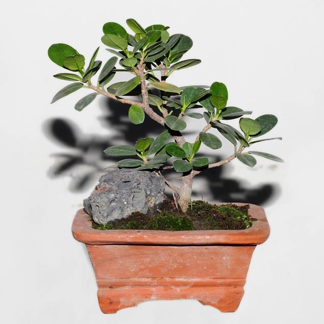 Ficus or Chinese Banyan Tree : ShoppersBD