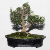 Boxwood Bonsai Bangladesh-18