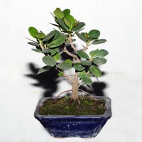 Ficus or Chinese Banyan Tree/ Bot