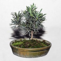 Podocarpus