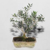 Boxwood Bonsai Bangladesh 11