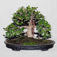 Ficus or Chinese Banyan Tree/Bot