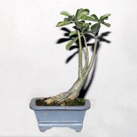 Adenium Bonsai