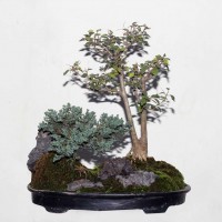 Landscape Bonsai (Juniper and Thai Bougainvillea)