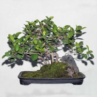 Ficus or Chinese Banyan Bonsai Tree on the rock